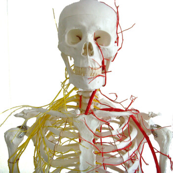 enovo颐诺医学人体170cm骨骼神经血管骨架标本骨骼模型人体神经胸腔