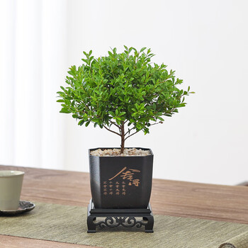 阔叶盆栽品牌及商品- 京东