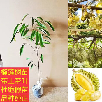 晗畅榴莲果树苗泰国榴莲苗树苗嫁接金枕头南方北方种植盆栽苗当年结果