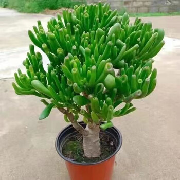 多肉植物 アエオニウム ❤️小葉香炉皿法師缀化❤️23cm!拔き苗！3年生