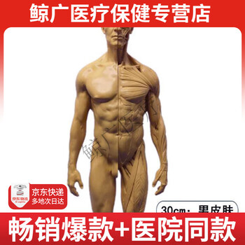 人体模型艺用图片- 京东
