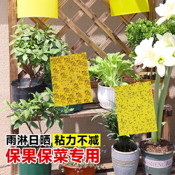 光多拉苍蝇贴灭蝇纸20张黄板诱虫板双面粘虫板果蝇诱捕器苍蝇神器灭蝇器