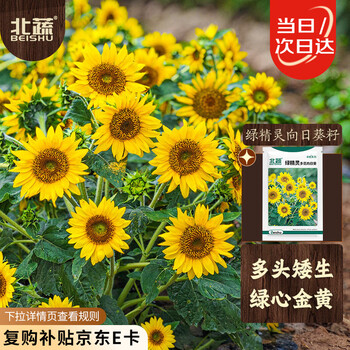 向日葵花苗价格报价行情- 京东