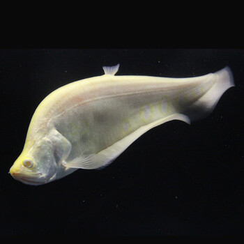 七星刀鱼活体鱼白化金刀鱼中大型鱼热带鱼观赏鱼渔场直销龙鱼配鱼s