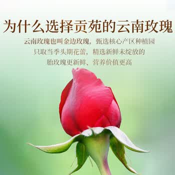 贡苑云南玫瑰花茶260g 特级品质重瓣大朵无硫头采新花平阴花草养生茶