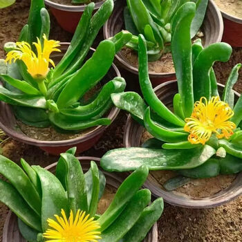 多肉植物s9 S9アガベ 多肉植物 笹の雪 ダルマ笹の雪 濃白