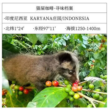 鹿家嘴LUJIAZUI印尼正宗野鼬猫屎咖啡豆麝香猫手冲精品豆100g