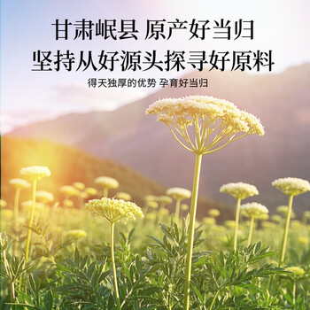 朕皇北京同仁堂当归100g无熏硫中药材切片正品岷县特级泡水煲汤养生茶