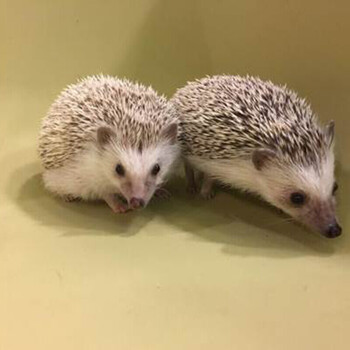 铭心 非洲迷你刺猬活体 刺猬宝宝 刺猬宝宝 刺猬活体 可爱小刺猬 原色