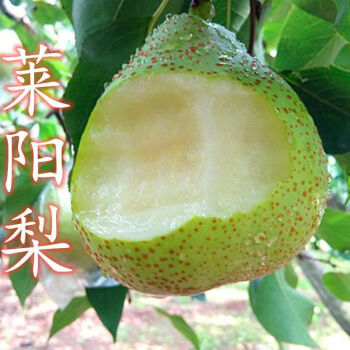 御春阁嫁接梨树苗南北方种植果树苗盆栽地栽特大梨树带果砀山梨当年结果 秋月梨 莱阳梨4年苗 2年苗