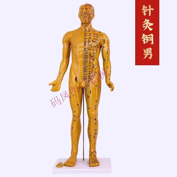 人骨模型型号规格- 京东