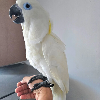 鸚鵡57 玄鳳鸚鵡大小姐| 今日份可愛#parrots #オカメインコ#cockatiel