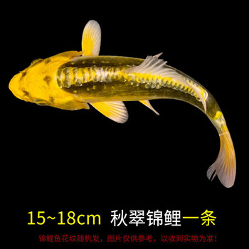 锦鲤秋翠品牌及商品- 京东