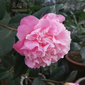 山茶花名贵品种山茶花苗带花苞庭院花卉六角大红香妃十八学士香妃五色赤丹花迪斯克瑞墨绿可娜东方亮40cm香妃不含盆 图片价格品牌