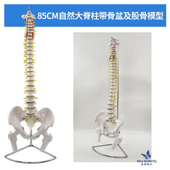 自然大脊椎模型品牌及商品- 京东
