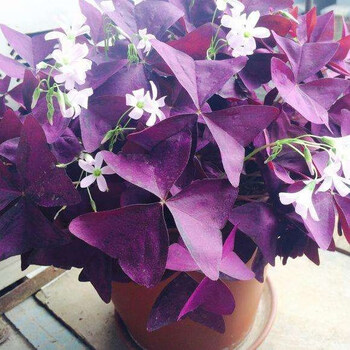 红花酢酱草 绿红紫色紫叶醡浆草种球三叶幸运草夜合梅盆栽花卉 紫罗兰