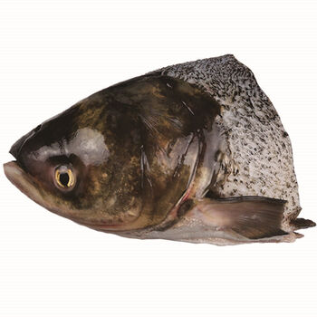 鱼头花鲢胖头鱼新鲜活鱼净膛淡水黑鳙鲢鱼头剁椒红烧炖汤花鲢鱼头三去