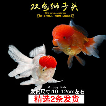 观赏鱼狮子头图片- 京东