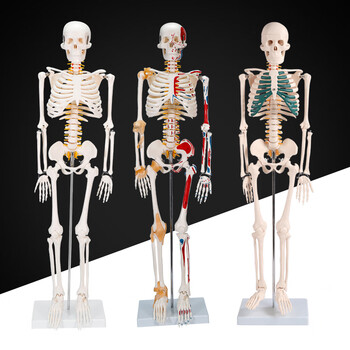 人体骨架模型45cm - 京东