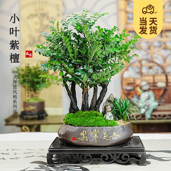 紫檀木盆栽品牌及商品- 京东