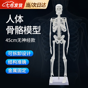人体骨骼骨架模型价格报价行情- 京东