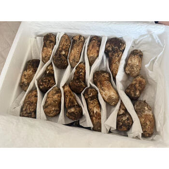 “鲜享山林珍味”——野生松茸。 (包邮)-海关/政府拍卖-京东拍卖