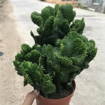 缀化多肉品牌及商品- 京东