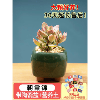 多肉植物玉露锦价格报价行情- 京东