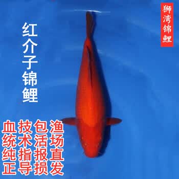 狮湾水族- 京东