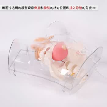 勤良透明男性导尿训练模型 导尿灌肠护理技能训练模拟人 导尿训练人体模型QL/H3D