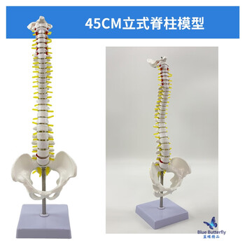 人体模型(脊柱) 椎骨和骶骨T8 脊柱模型– Nasco Healthcare