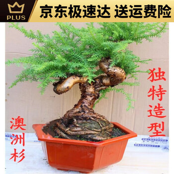 【自然樹】杉盆栽‼️直幹　樹高1m 盆栽 自然樹】杉盆栽‼️直幹 樹高1m 盆栽 杉树盆栽-杉树盆栽促销价格、杉树