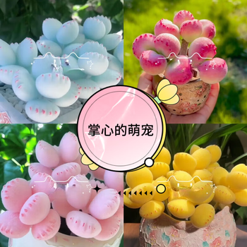 多肉植物熊童子锦品牌及商品- 京东