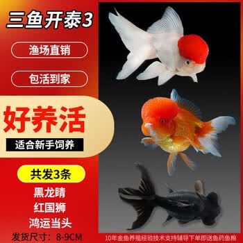 观赏鱼狮子头图片- 京东