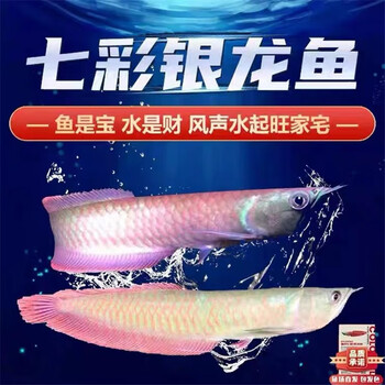 号半红龙鱼型号规格- 京东