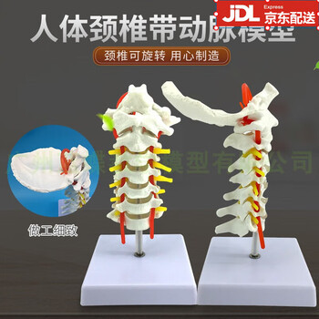 人体模型 人体模型艺用品牌及商品- 京东