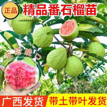 芭乐种植品牌及商品- 京东