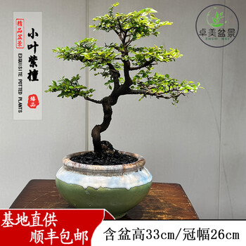 小叶紫檀树盆景价格报价行情- 京东