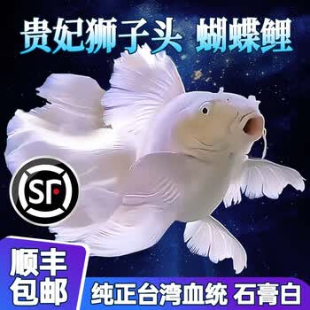 狮子头鱼身- 京东