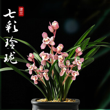 德骊嘉兰花香妃 七彩玲珑 浓香花苞建兰名贵花卉盆栽植物室内花好养四