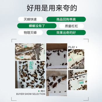 绿叶蟑螂粘板捕蟑螂屋10片/盒新配方引诱剂2130ZZ