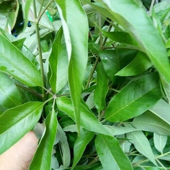 新鲜现挖五指风根部五指枫黄荆条黄荆子布荆中药材荆条根部500克2000