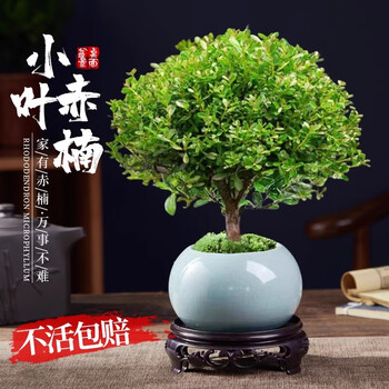 拍子木　紫檀　８寸　(24cm) O1CN01CeBM1R1nfdcSz5oPT_!!