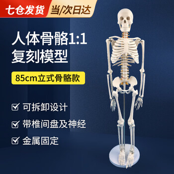 人体模型 人体骨架模型85cm排行- 京东