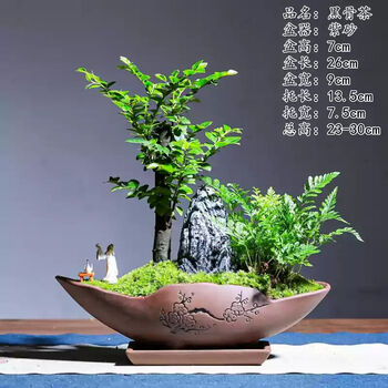 韵景植物盆景- 京东