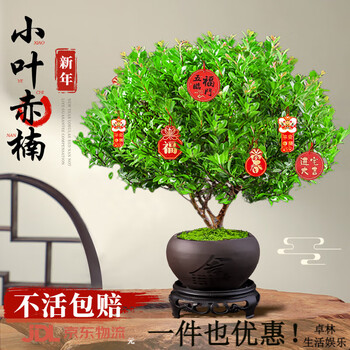 紫檀木盆栽价格报价行情- 京东