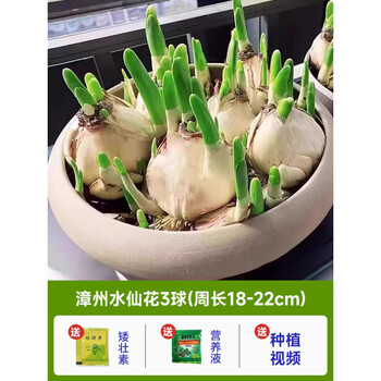 水仙球特大价格报价行情- 京东