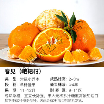 春见耙耙柑的上市时间(春见耙耙柑的口感)