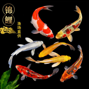 墨一锦鲤活鱼日本纯种观赏鱼小型好养红白冷水淡水草金小鱼苗金鱼活体