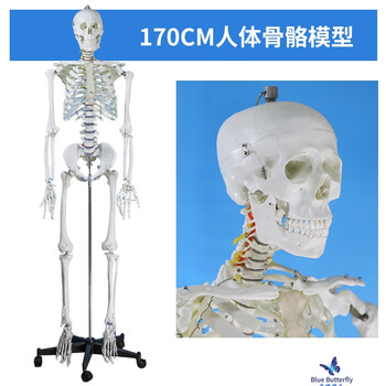 人体骨骼标本- 京东